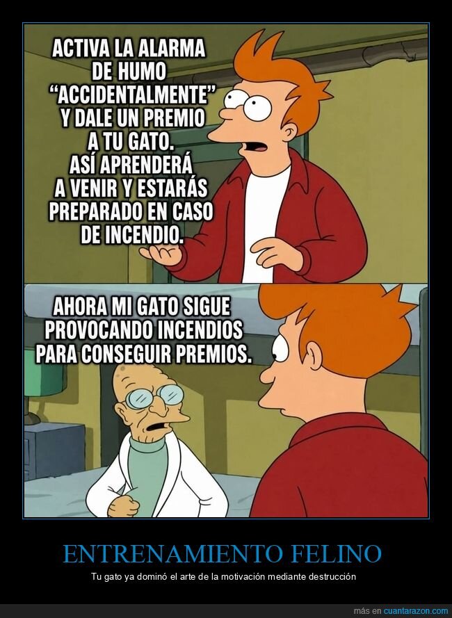 gatos,incendios,premios,mascotas,caos